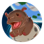 Moo Deng